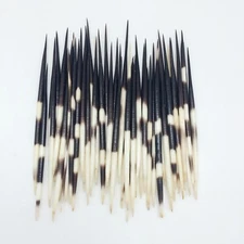10PC South Africa Porcupine Quills (5 Inch ~ 7 Inch)