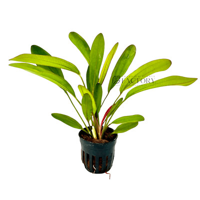 Echinodorus Red Chameleon | Aquarium Plants Factory 