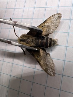 Sphingidae Clark's Sphinx Proserpinus clarkiae? SPH 103 USA