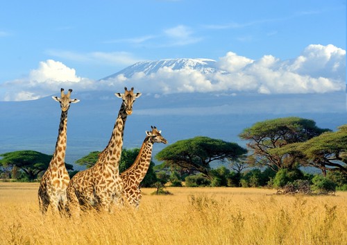 Awesome African Giraffes Poster Size A4 / A3 Wild Animals Poster Gift #8150