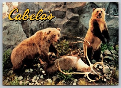 Cabela's Owatonna MN Showroom Brown Bears Caribou Hunting Outdoor Postcard