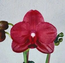 Phal Haur Jih Fancy  - 2 spikes