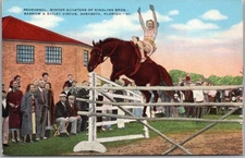 c1940s SARASOTA Florida Postcard "Rehearsal, BARNUM & BAILEY CIRCUS" Horse