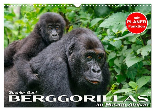 Berggorillas Im Herzen Afrikas (Wandkalender 2026 Din A3 Quer), Calvendo Monatsk-image