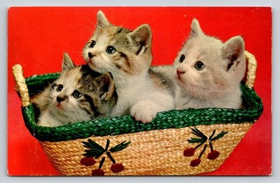 Vintage Lusterchrome Postcard: Three Adorable Kittens in Basket, Kingston NY