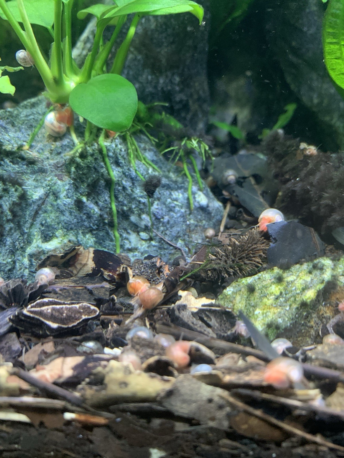 20 + 5 FREE Live Aquarium & Pond Snails Freshwater ( RAMSHORN ) Plus Stems Plant