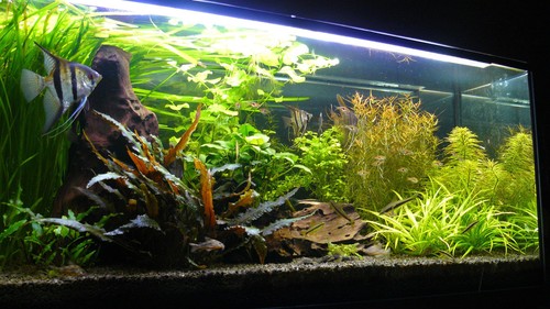 Aquarium Sand Fish Tank Substrate Gravel Soil Plant BLACK 0,6-1,2mm 20kg - Picture 6 of 9