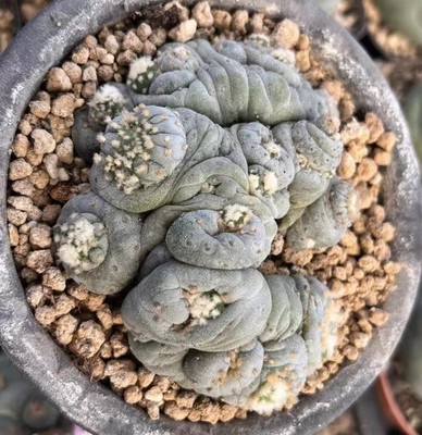 Sale Rare Cacti L F Cristata WYSIWYG Self Rooted Boutique Decor Multi Heads