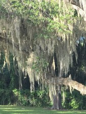 Fresh Florida Live Spanish Moss 1 Gallon size, Air Plant ,Florist, Craft FREE SH