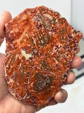 Orbicular Leopard Skin Jasper Slab Lapidary Cabbing Carving Combo Ship Avail