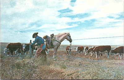 Postcard Cowboy Mending Fences Cattle Western Kansas *A2016