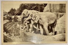 Carte Postale Ancienne Parc zoologique  Bois de Vincennes Paris  éléphants N°77
