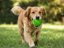 Pelota de tenis verde duradera diseño de panal alto rebote mascota perro juguete para buscar