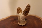 Custom Carved Pair of Morel Mushrooms from a Axis deer, Whitetail Antler Fork — photo 5
