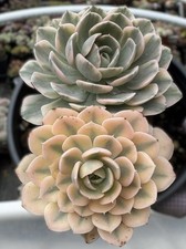 Imported Succulent live plant Rare succulent Home Decor Echeveria Ruyonii #64