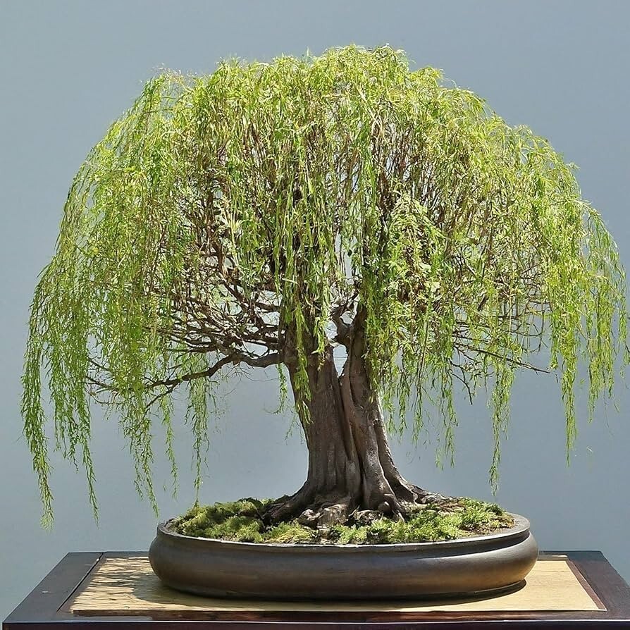Bonsai Green Weeping Willow Tree Thick Trunk Willow Rare Bonsai 5  Seeds | eBay