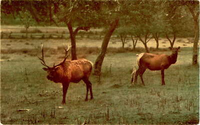 WESTERN ELK, United States, Rockies, Cascade Mountains, Northern Postcard