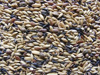 Kanarienfutter Ohne RüBsen 5 Kg Vogelfutter