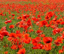 RED CORN POPPY AMERICAN LEGION Papaver Rhoeas - 50,000 Bulk Seeds
