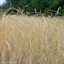 WREN'S ABRUZZI WINTER RYE GRAIN SEED - 50 Lbs.