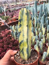 15CM Succulent Cactus Plant Myrtillocactus Geometrizans Variegated Cactaceae