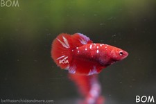 LIVE BETTA FEMALE HMPK RGBG BOM-A570