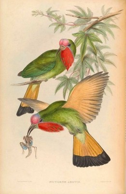 Vogeldruck Nyctyornis amictus Rotbartbienenfresser