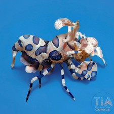 Harlequin Shrimp  Live Aquacultured