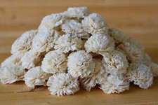 Wholesale/Bulk Sola Carnations 2"