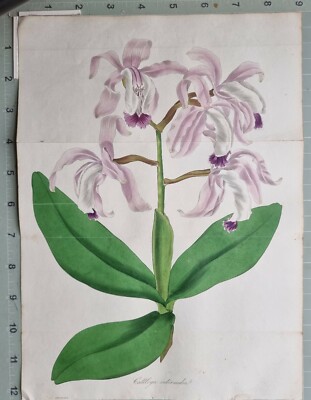 1834 ANTIQUE BOTANICAL PRINT - CATTLEYA INTERMEDIA GRAHAM FLOWERED