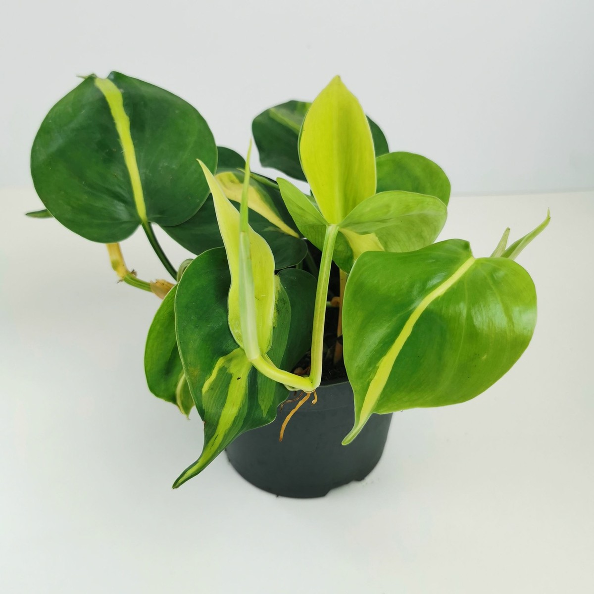 Philodendron Scandens Brasil "Sweetheart Plant" | eBay UK