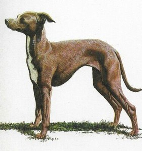 Italian Greyhound - CUSTOM MATTED - 1976 Vintage Dog Art Print - Cozzaglio