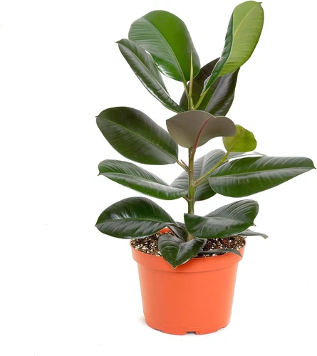 Ficus Burgundy Rubber Tree Live Indoor Floor Plant Trendy Living Room or Offi...