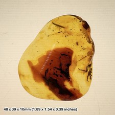 Unidentified Insect Inclusion in Large Amber Fossil Specimen from Dominican