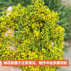 Foto 19 di 36