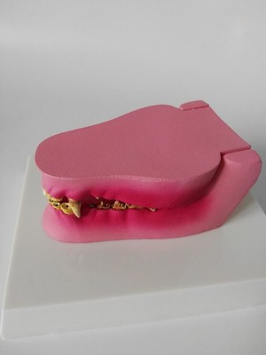 Canine Dog Jaw Anatomical Model Anatomy Veterinary Dental Animal Skeleton