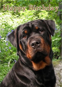 Rottweiler Dog Design A6 Textured Birthday Card Bdrotti 2 By