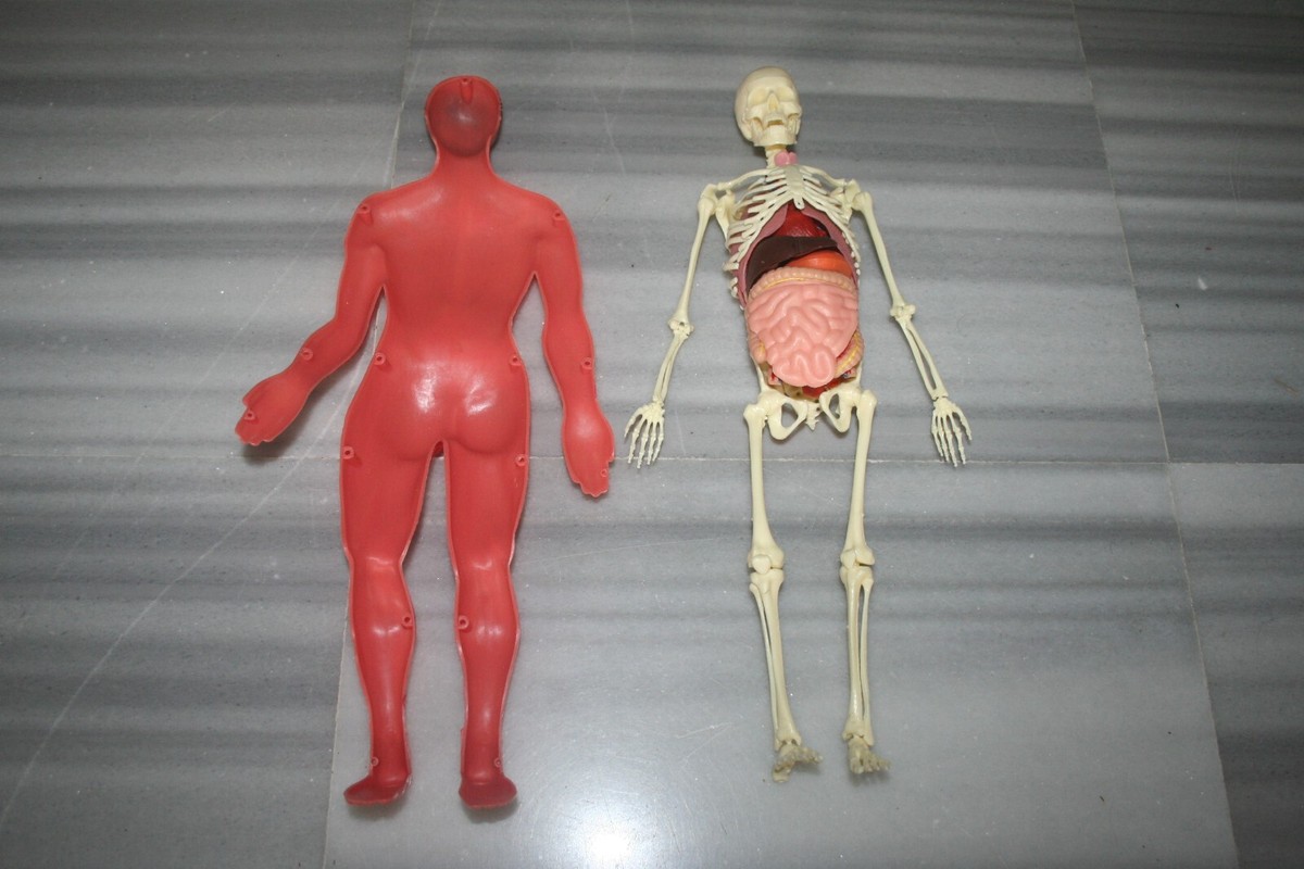 Jeu de société - Anatomie 2000