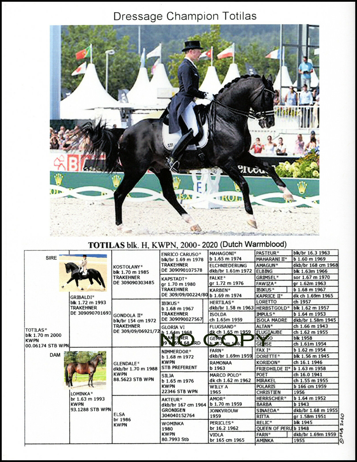 Totilas Dressage Superstar Warmblood Champion Picture with Pedigree eBay