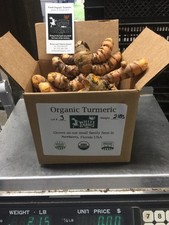 fresh organic turmeric root grown in USA