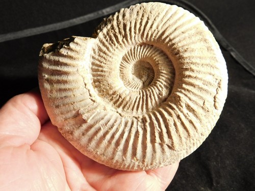 BIG! White Ribbed AMMONITE Fossil 100% Natural with Stand Madagascar 296gr - Picture 2 of 12