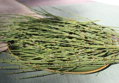 Fresh mormon tea 100% organic 8 Oz