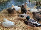 12+ Duck Hatching Eggs Mixed Breed Pekin Call Cayuga Rouen Khaki Welch Swedish — photo 1