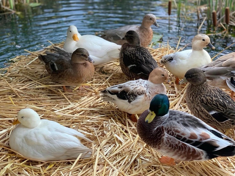 12+ Duck Hatching Eggs Mixed Breed Pekin Call Cayuga Rouen Khaki Welch Swedish