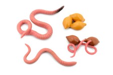 Life Cycle of a Earthworm Rubber Worm Model Realistic Educational 3" CH490 BB150