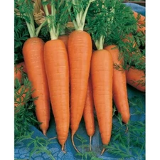 300 DANVERS CARROT SEEDS ~ heirloomseedguy ~ 2026 ~ NON-GMO