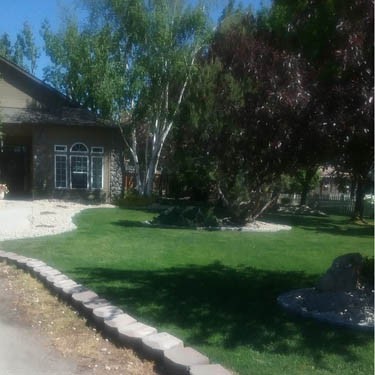 50 LBS - OptiGrowth Coated Showtime grass seed mix of fine fescue, Kentucky