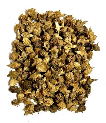 Reine Gokharu Samen, Gokshura, Tribulus Terrestris, Nerinjil, Caltrop Ziegenkopf