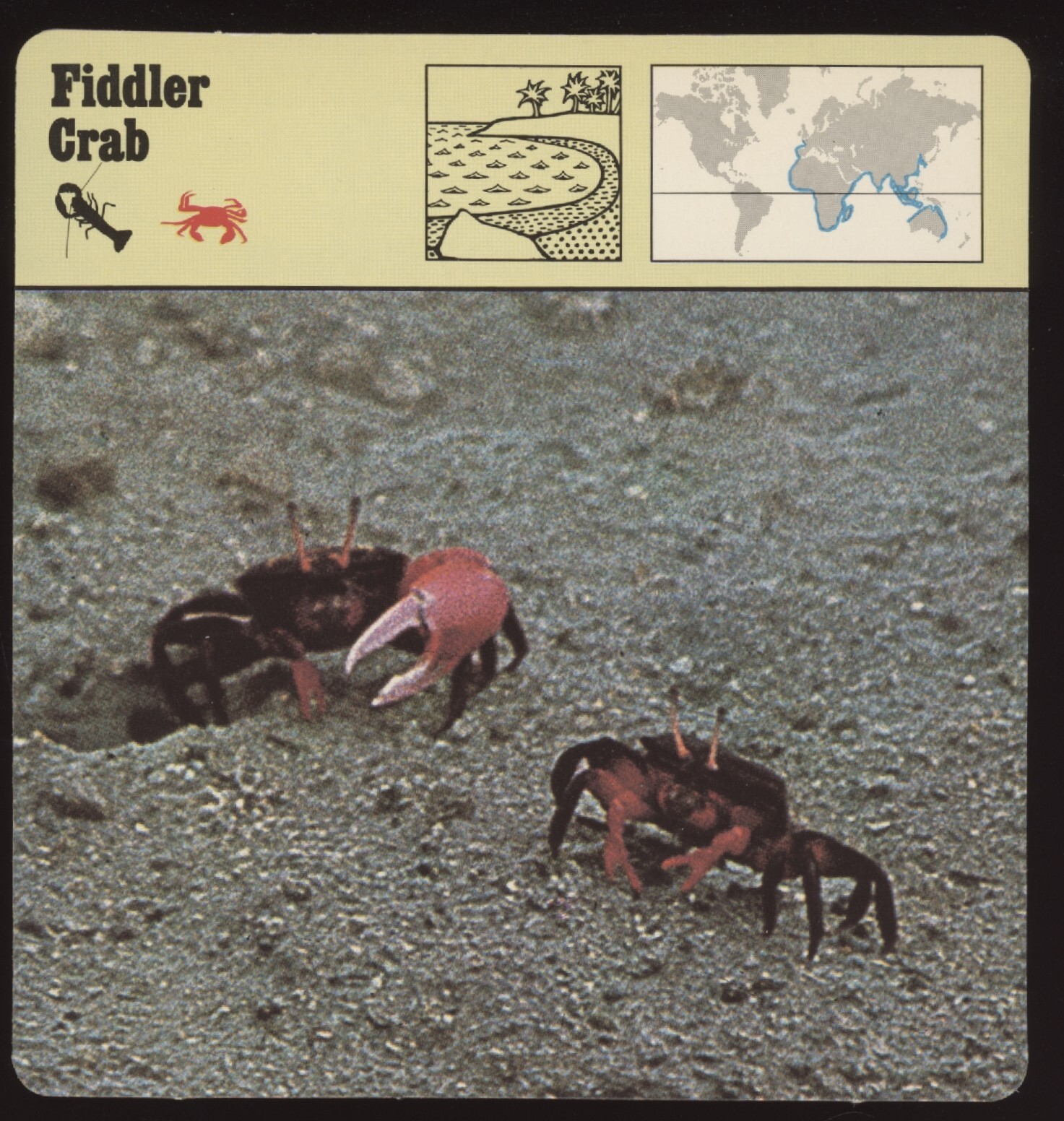 Fiddler Card Fiddler Crab Safari Cards Rencontre Arthropods | eBay