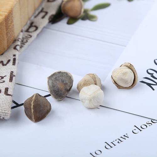 Bulk Moringa Seeds Large Moringa Seeds Produce Flower Tea 500g eBay